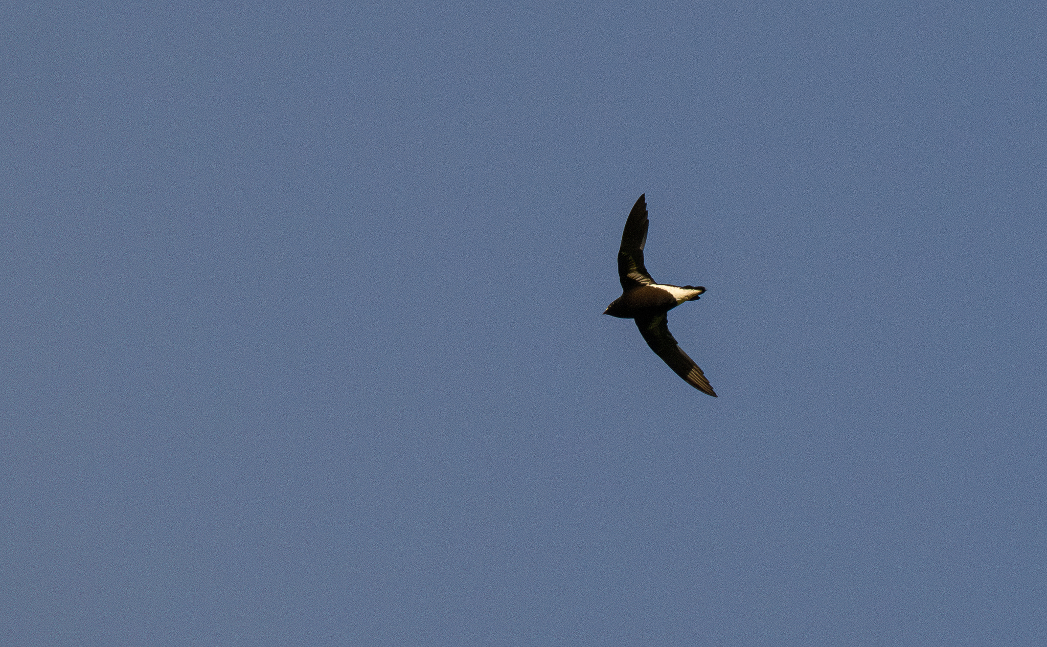 Purple Needletail (Hirundapus celebensis), photo 2