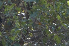 Leiothlypis crissalis