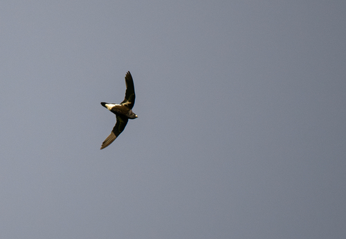 Purple Needletail (Hirundapus celebensis), photo 3
