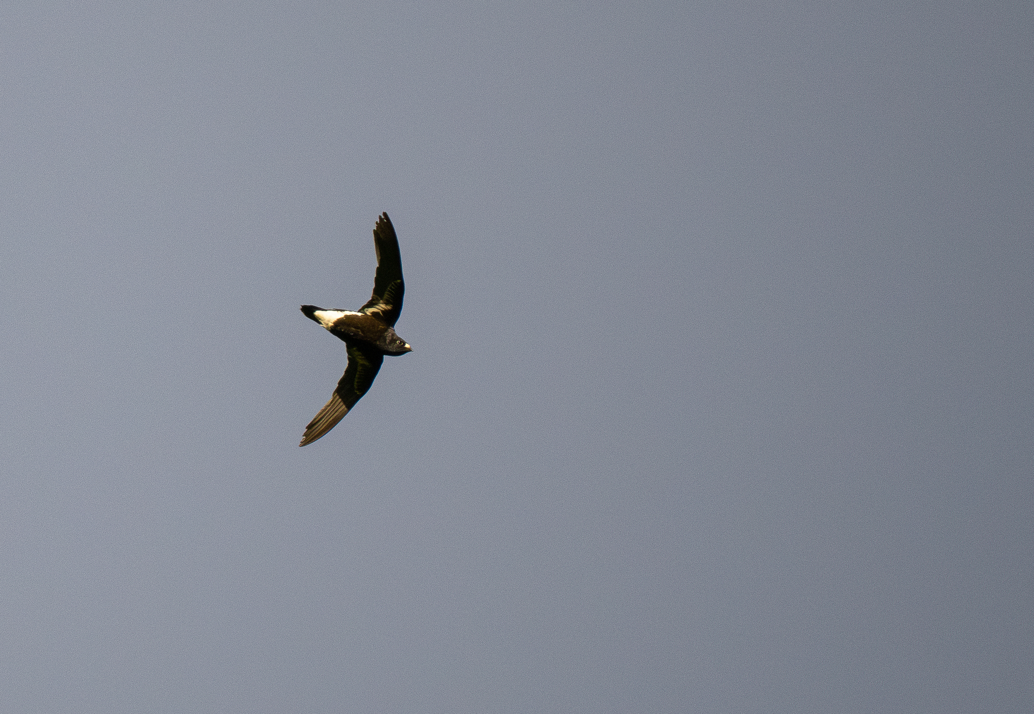 Purple Needletail (Hirundapus celebensis), photo 3