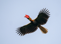 Rufous Hornbill photo 2