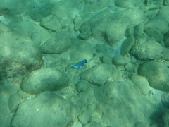Acanthurus leucosternon