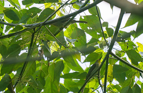 Golden-crowned Babbler (Sterrhoptilus dennistouni), photo 3