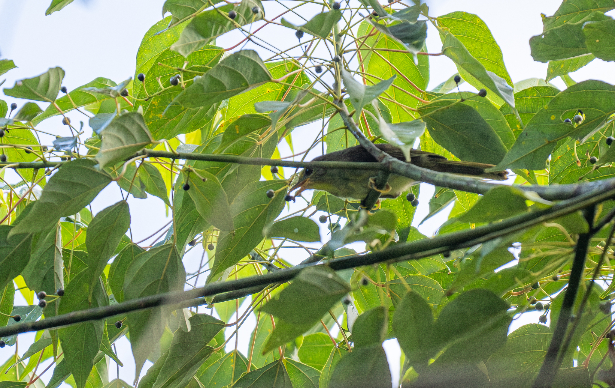 Golden-crowned Babbler (Sterrhoptilus dennistouni), photo 2