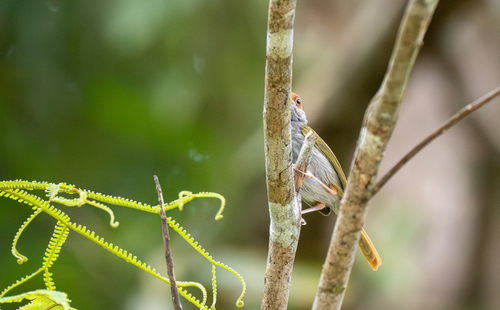 Green-backed Tailorbird (Orthotomus chloronotus)