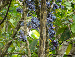 Forest Botial-Jarvis, CC BY, iNaturalist via GBIF Strongylodon juangonzalezii, photograph Forest Botial-Jarvis, CC BY, iNaturalist via GBIF