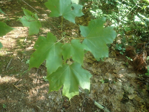 Sugar Maple