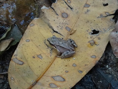Leptodactylus mystaceus
