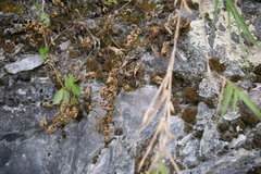 Selaginella tamariscina