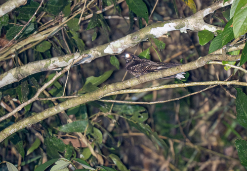 Philippine Nightjar (Caprimulgus manillensis), photo 4