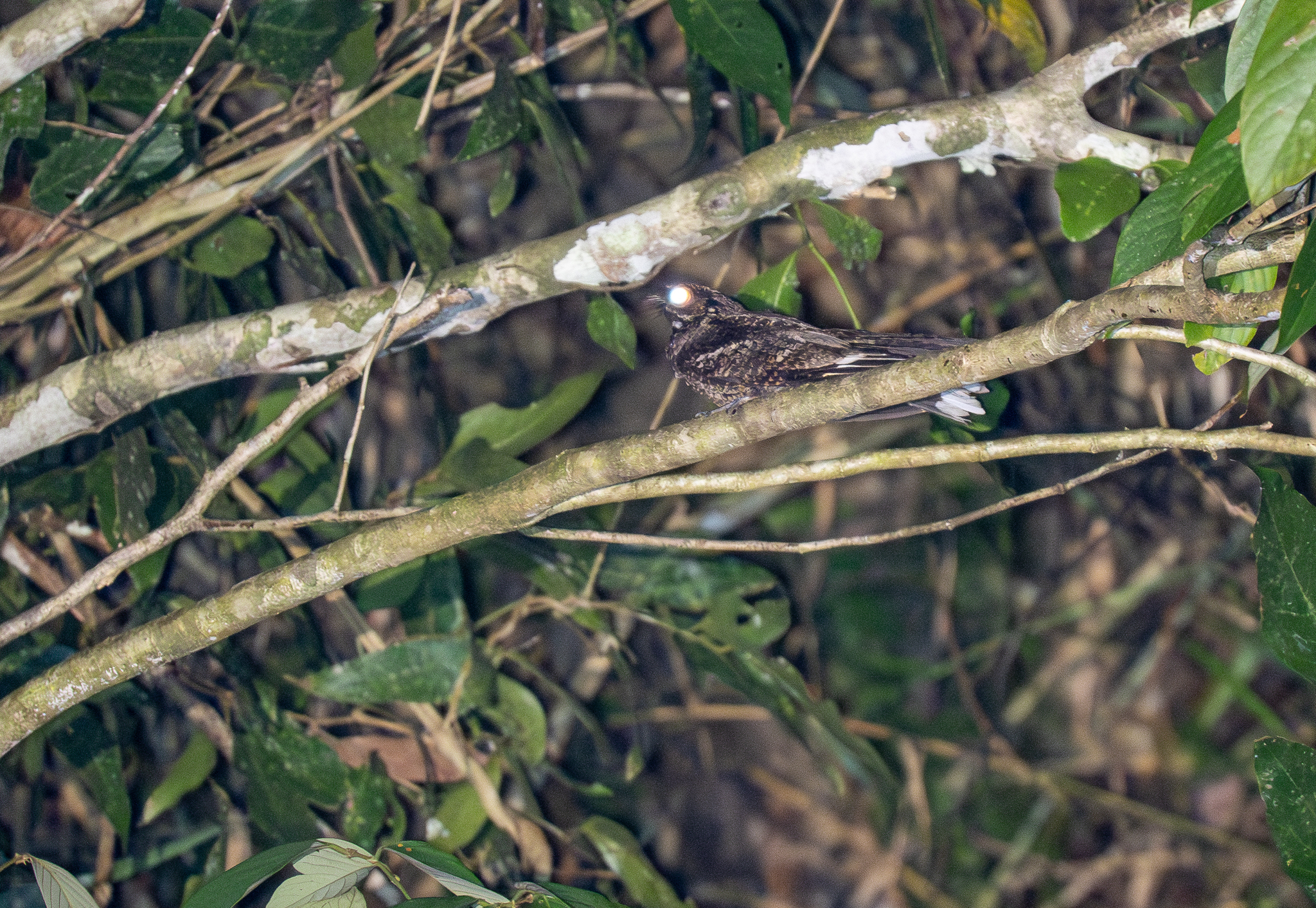 Philippine Nightjar (Caprimulgus manillensis), photo 6