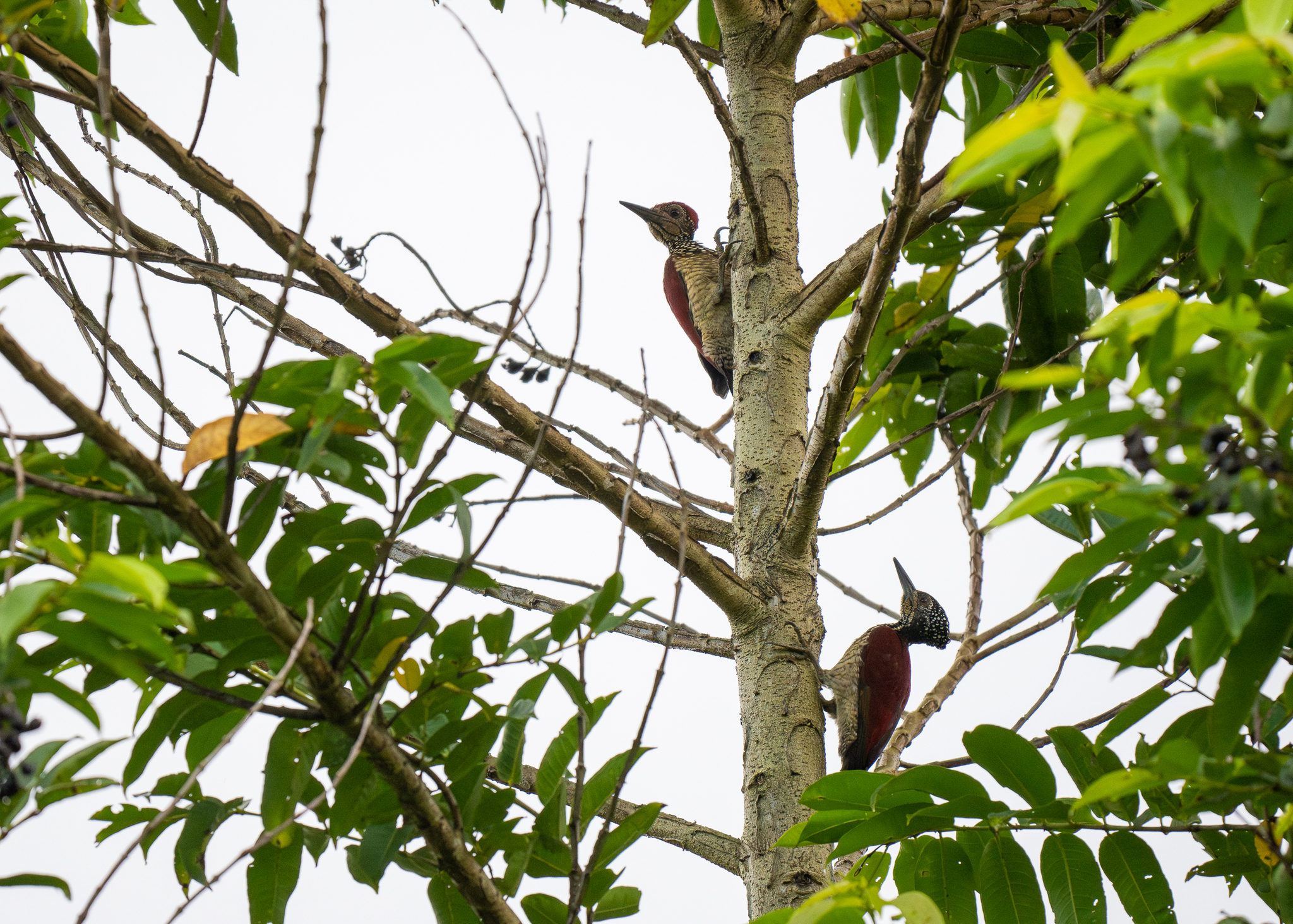 Luzon Flameback (Chrysocolaptes haematribon), photo 8