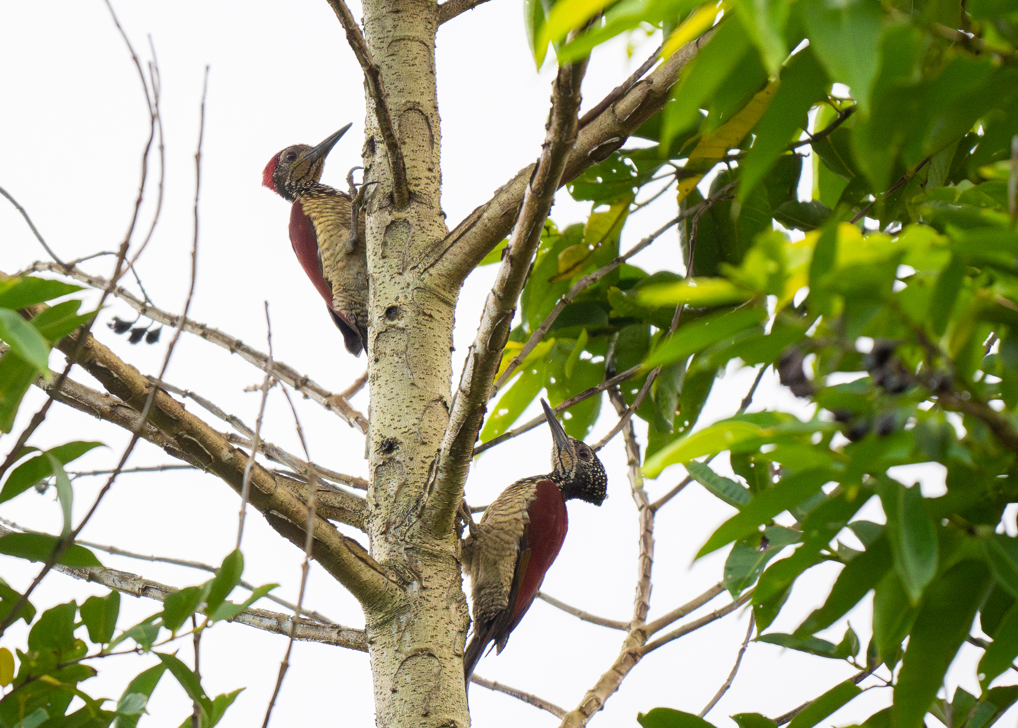 Luzon Flameback (Chrysocolaptes haematribon), photo 9