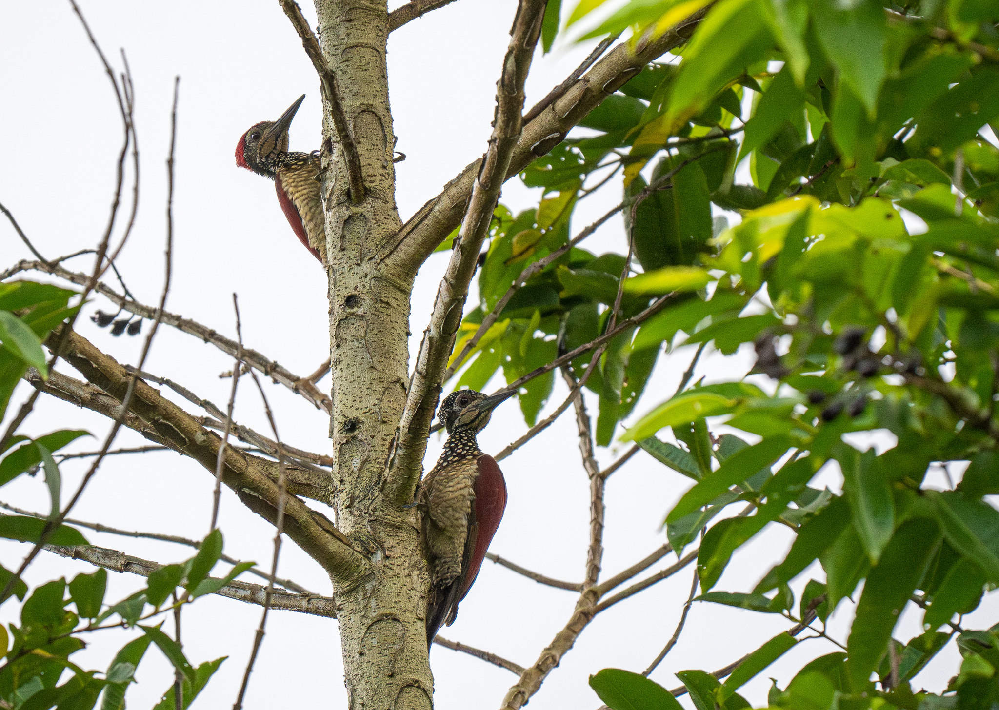 Luzon Flameback (Chrysocolaptes haematribon), photo 10