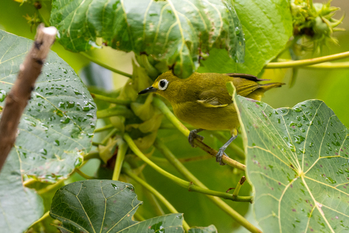Yellowish White-eye (Zosterops nigrorum), photo 5