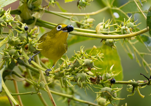 Yellowish White-eye (Zosterops nigrorum), photo 6