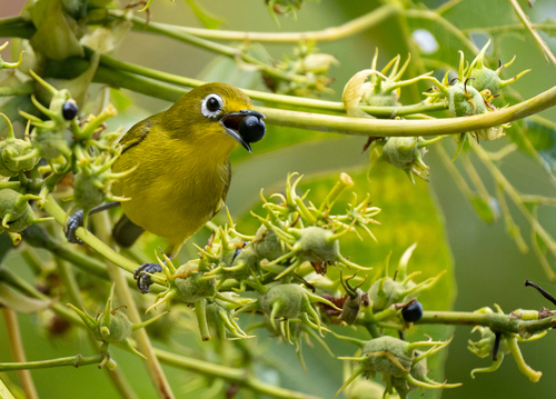 Yellowish White-eye (Zosterops nigrorum), photo 7