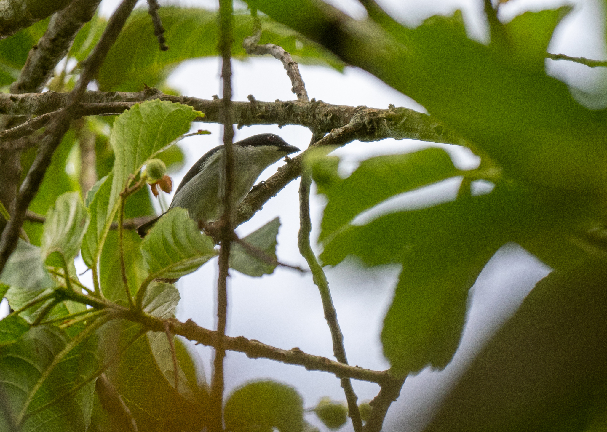 Bicolored Flowerpecker (Dicaeum bicolor), photo 3