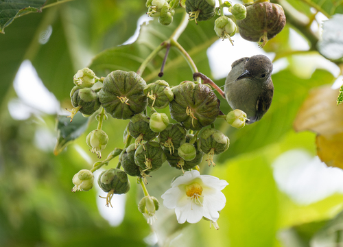 Buzzing Flowerpecker (Dicaeum hypoleucum), photo 3