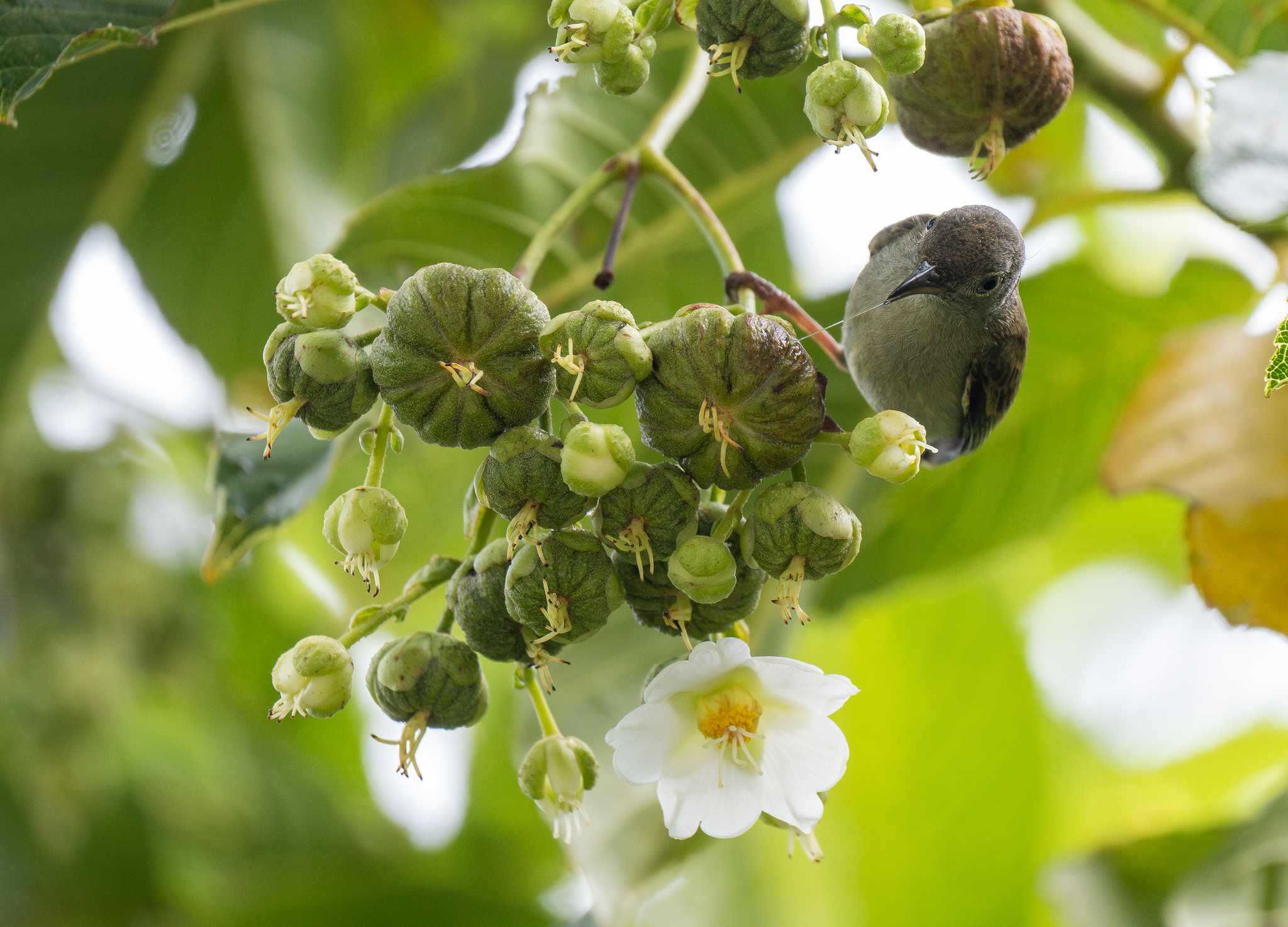 Buzzing Flowerpecker (Dicaeum hypoleucum), photo 3
