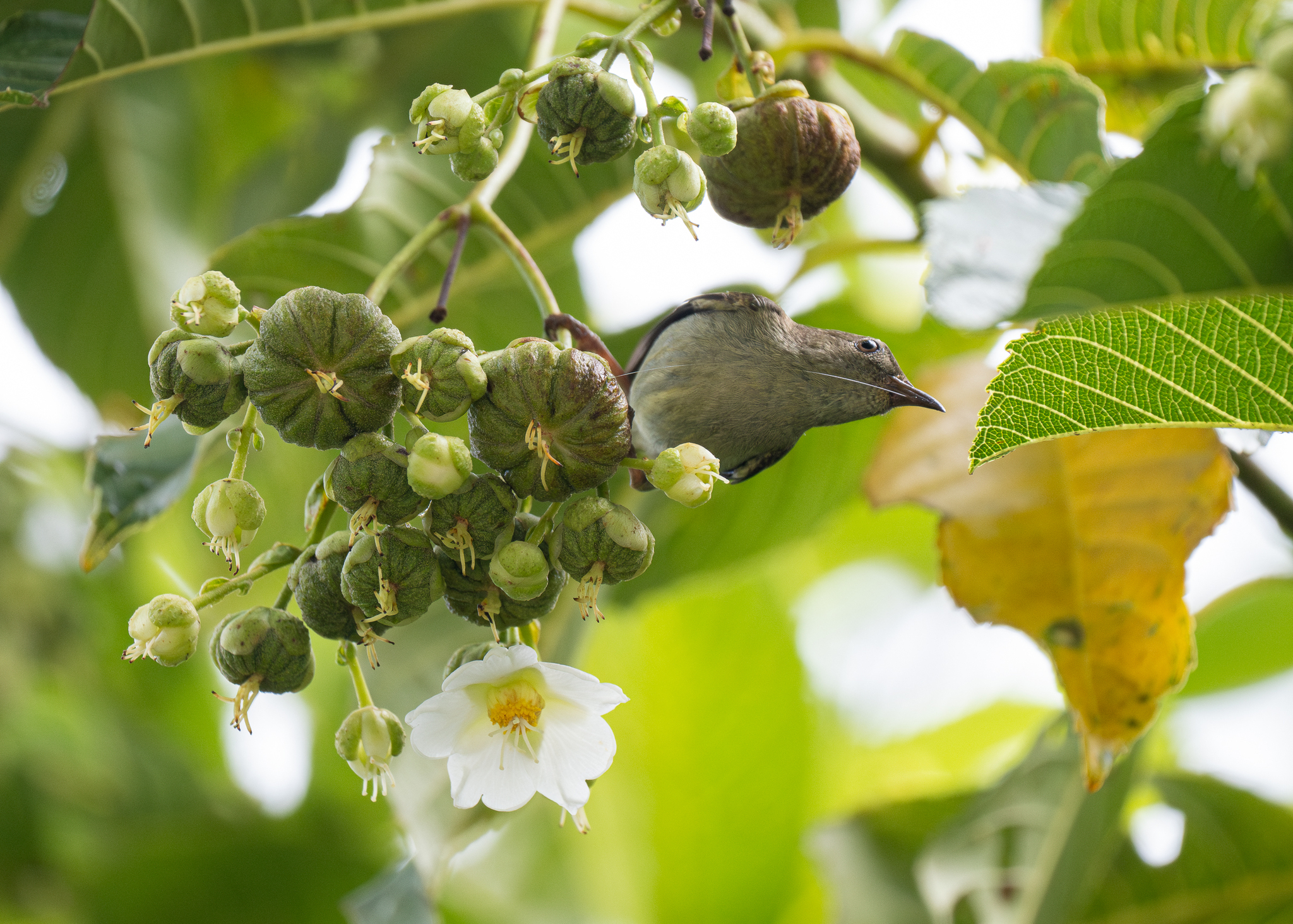 Buzzing Flowerpecker (Dicaeum hypoleucum), photo 4