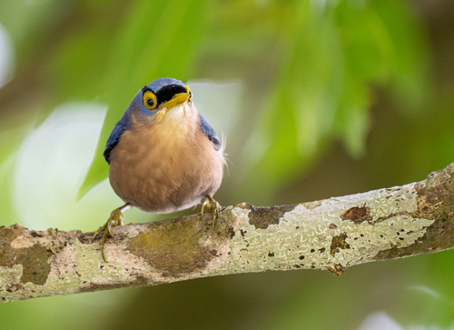 Sulphur-billed Nuthatch (Sitta oenochlamys), photo 10