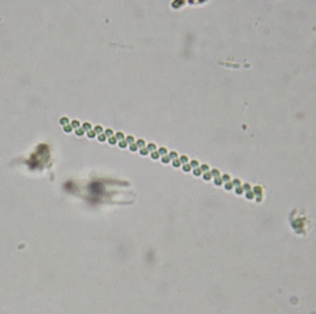 Spirulina Major From JOHN F KENNEDY AIRPORT NY 11430 USA On July 20 spirulina-major-from-john-f-kennedy-airport-ny-11430-usa-on-july-20