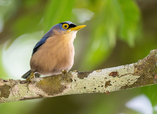 Sitta oenochlamys (Sharpe, 1877)