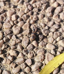 Leptoglossus