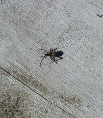Leptoglossus