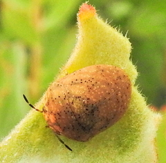 Steganocerus multipunctatus