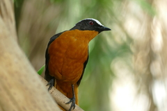 Cossypha albicapillus