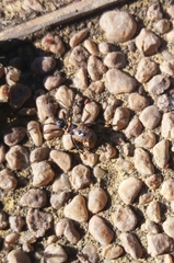 Leptoglossus