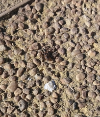 Leptoglossus