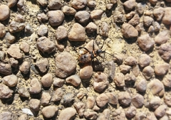 Leptoglossus