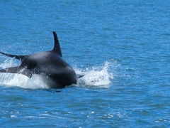 Lagenorhynchus albirostris