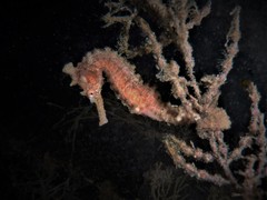 Hippocampus subelongatus