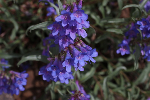 Penstemon fremontii var. glabrescens