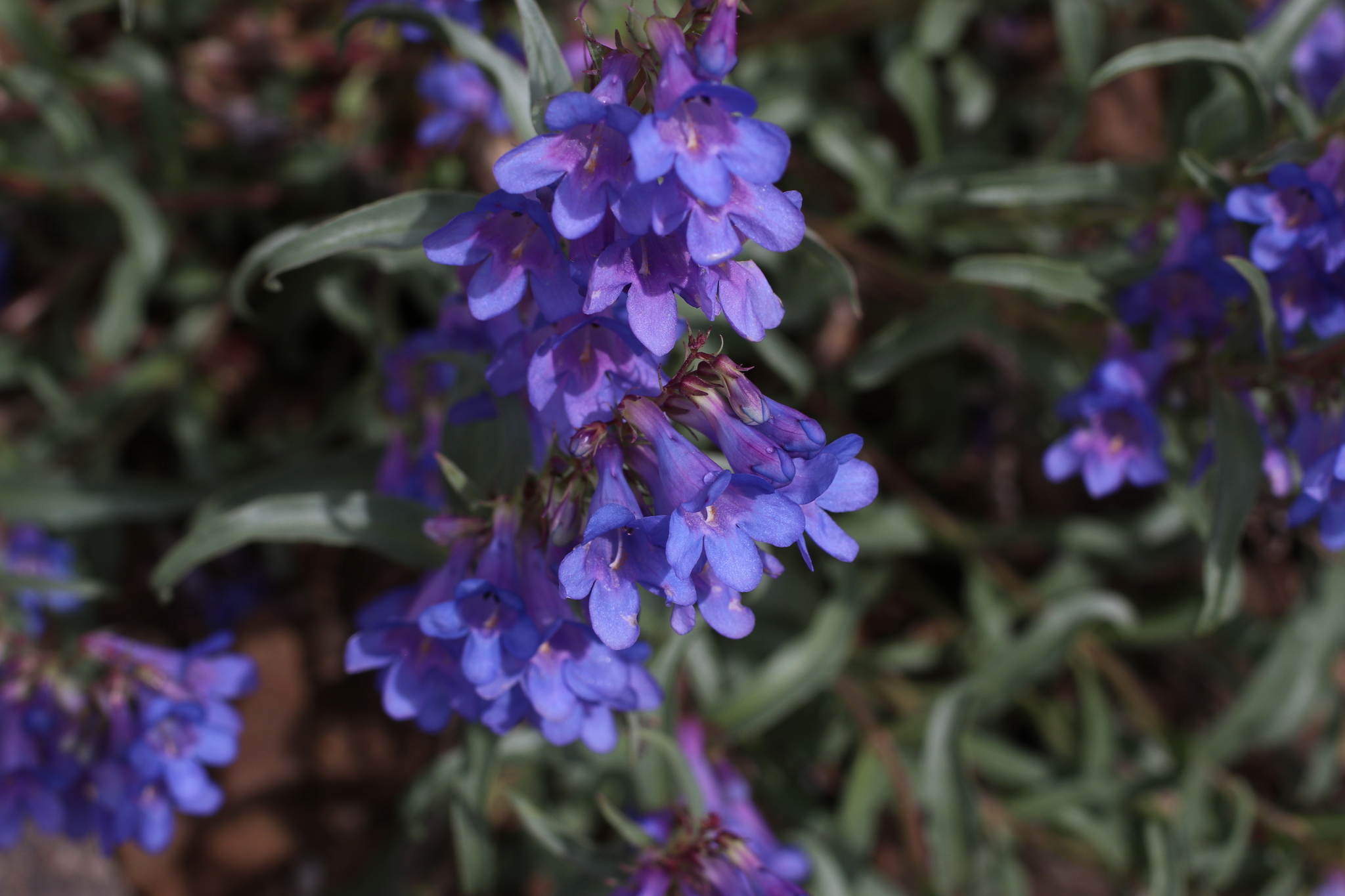 Penstemon fremontii var. glabrescens