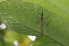Pseudophasma unicolor