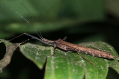 Pseudophasma unicolor