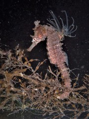 Hippocampus subelongatus