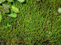 Pilularia globulifera