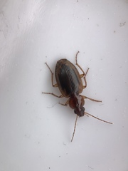 Tanystoma maculicolle