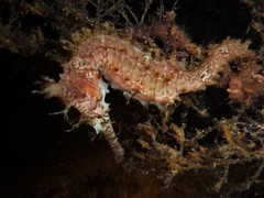Hippocampus subelongatus