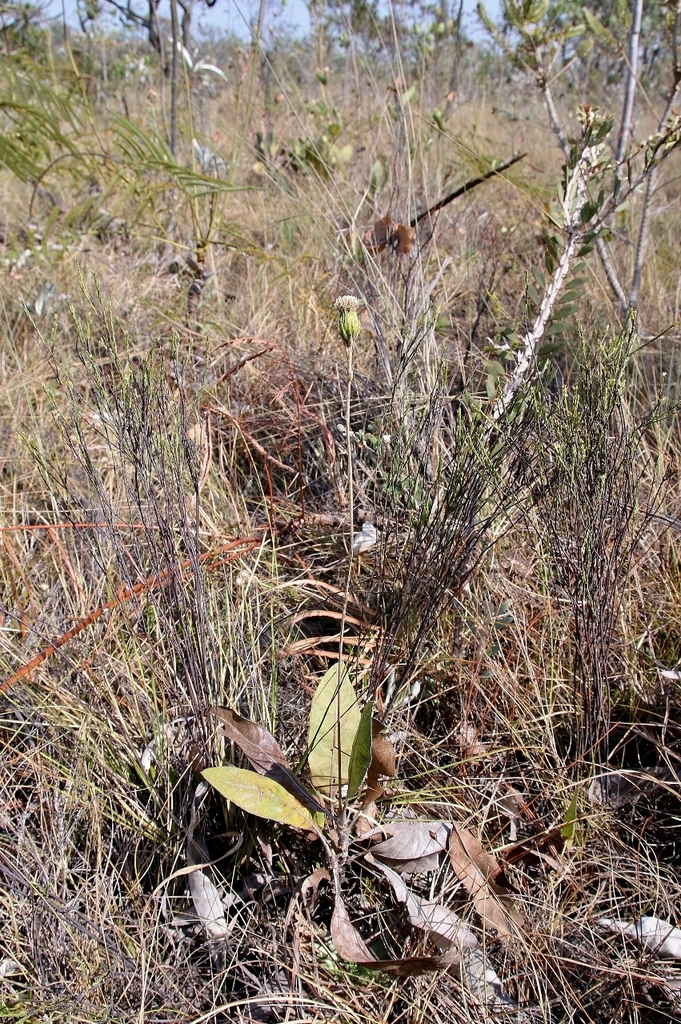 Richterago petiolata