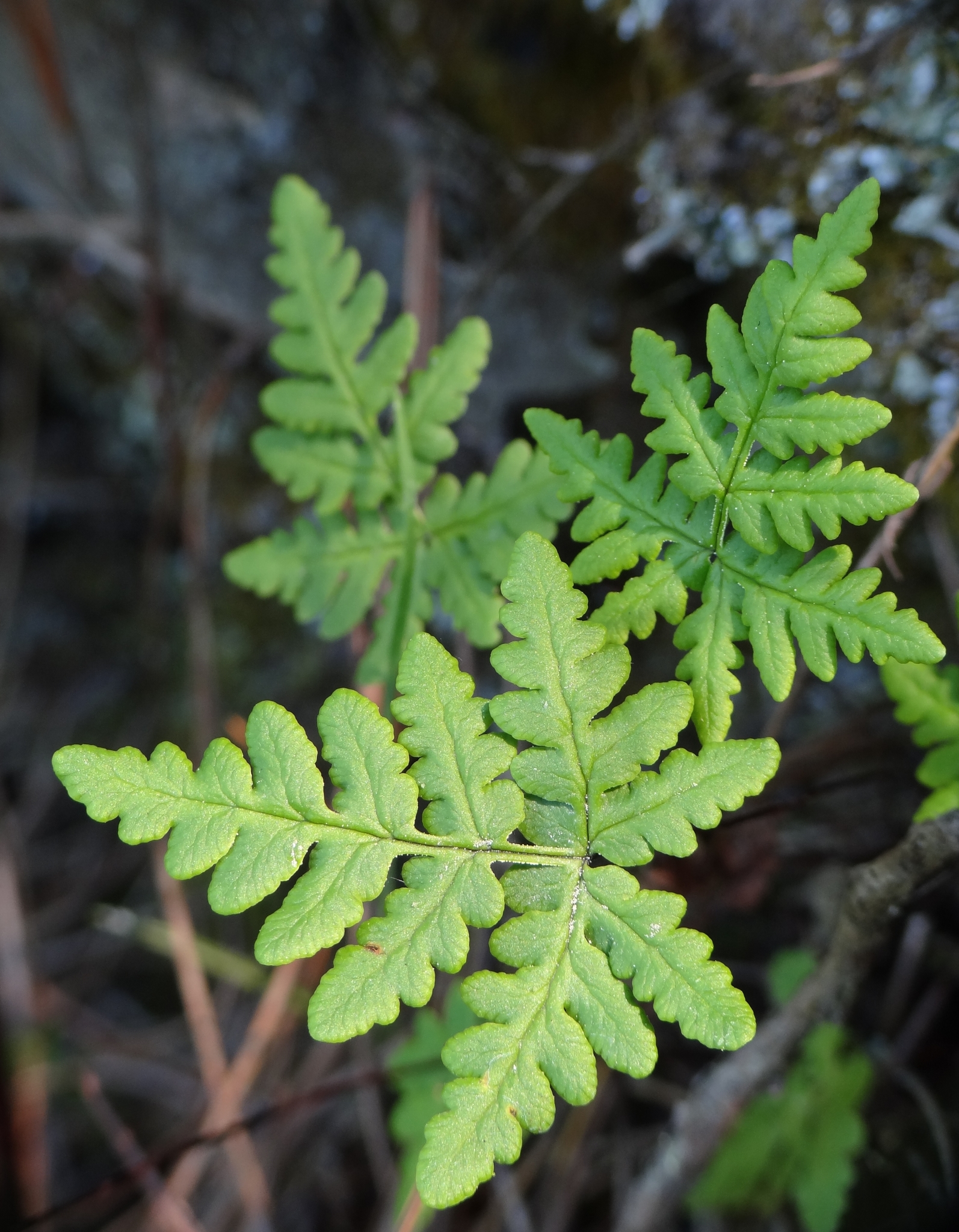 Pentagramma triangularis
