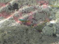 Chrysiptera brownriggii