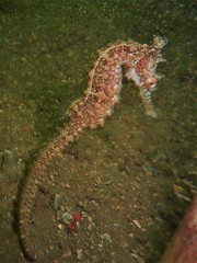 Hippocampus subelongatus