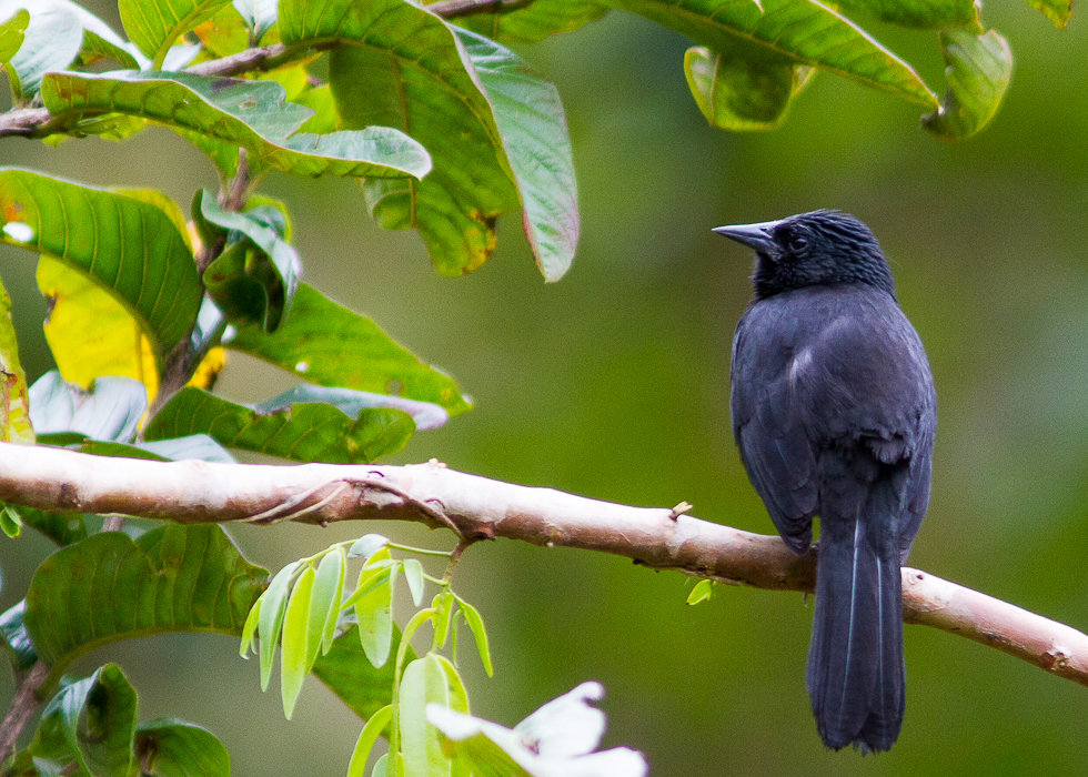 Forbes's Blackbirds